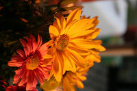 IMG 5837