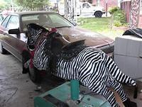 MIM 04 WP zebra03